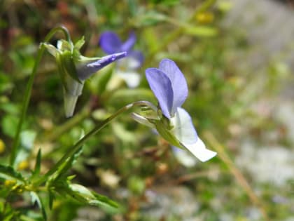 Viola tricolor - Violaceae