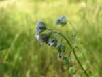 Cynoglossum creticum