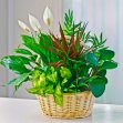 Classic Sympathy Dish Garden