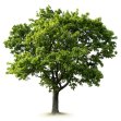 Memorial Trees