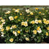 Easy Bee-zy Knock Out Rose