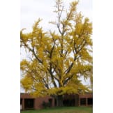 Ginkgo Gift Tree