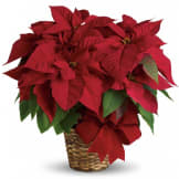 Red Poinsettia (Standard)
