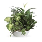 Medium Dish Garden