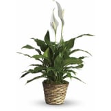 Simply Elegant Spathiphyllum