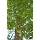 Querus Rubra Northern Red Oak