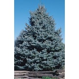 Colorado Spruce Gift Tree