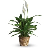 Simply Elegant Spathiphyllum (Standard)