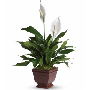 Teleflora&#39;s Lovely One Spathiphyllum Plant flower arrangement