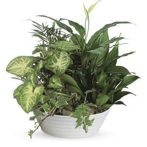 Medium Dish Garden