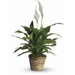 Simply Elegant Spathiphyllum