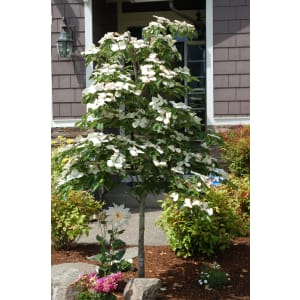 Chinese Dogwood Tree