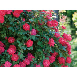 Red Double Knock Out Rose