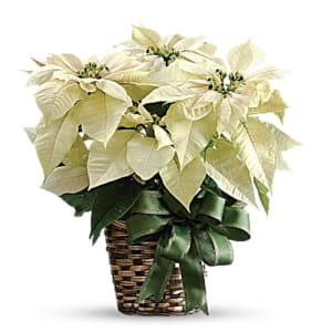 White Poinsettia