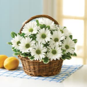 White Daisy Basket