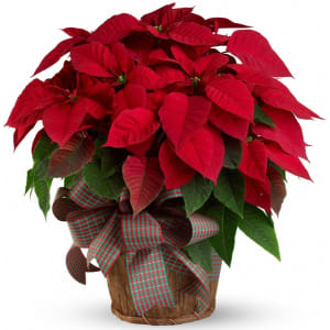 Red Poinsettia