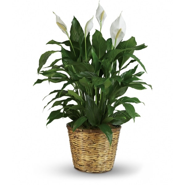 Simply Elegant Spathiphyllum