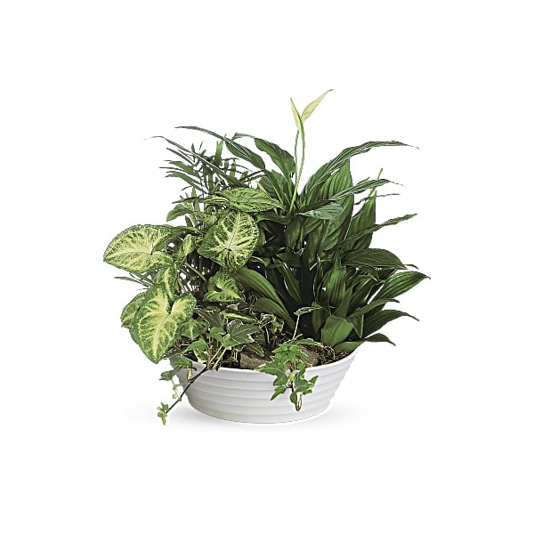 The Sympathy Store Dish Garden