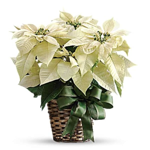 White Poinsettia Plants The Sympathy Store
