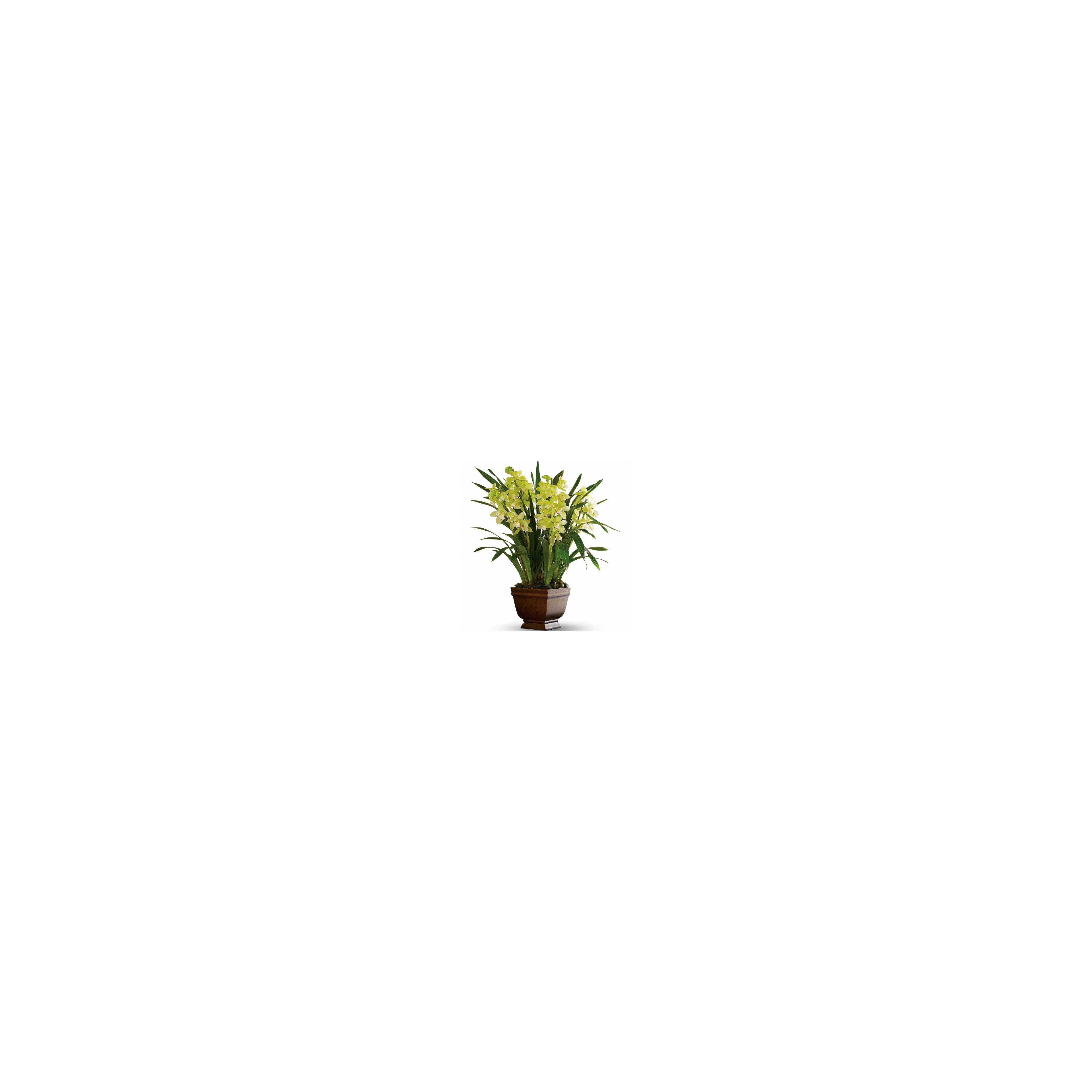 Lush green leaves and vibrant yellow orchids create a stunning indoor plant display.