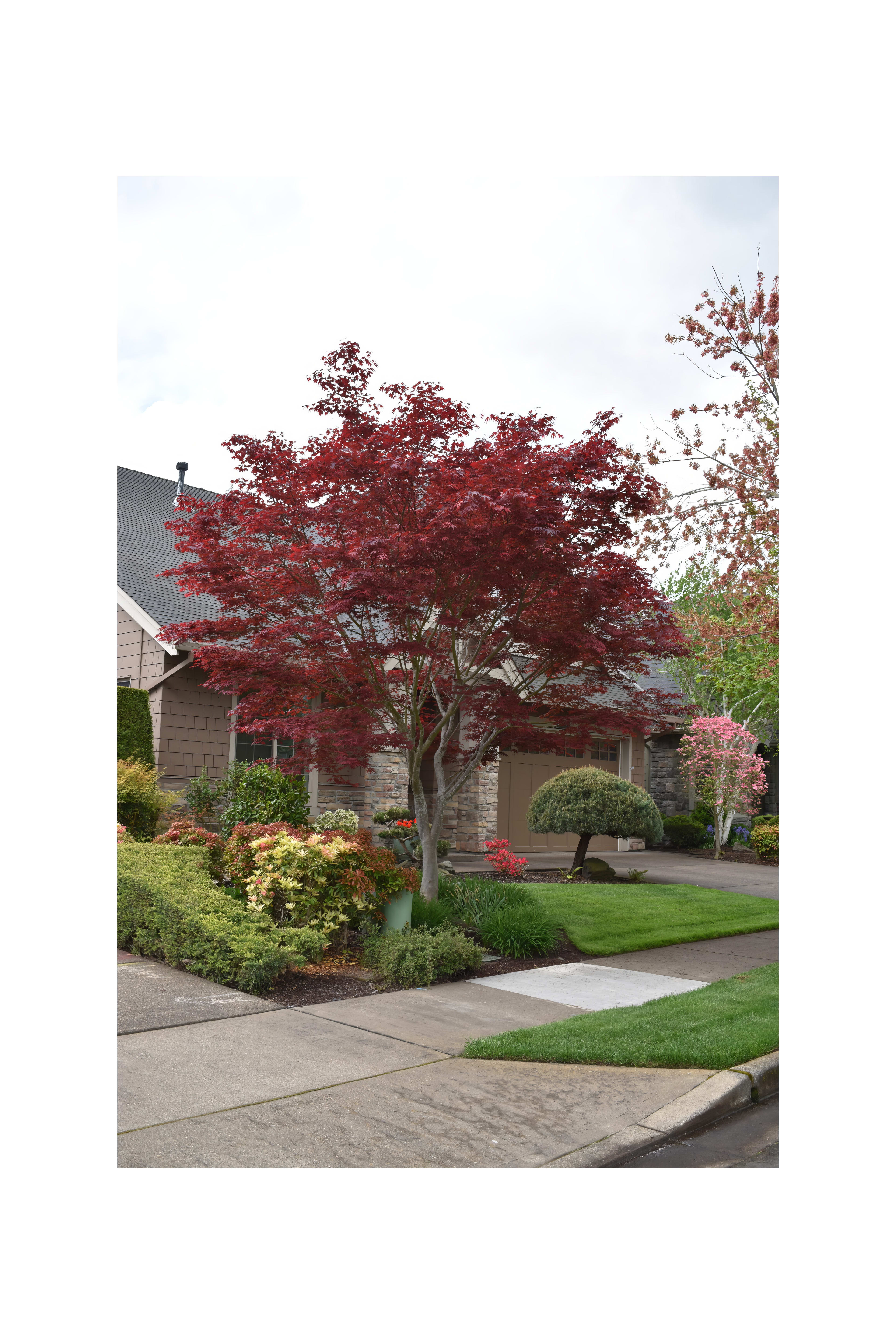 A red maple tree stands out in front of a lovely suburban home with blooming flowers.