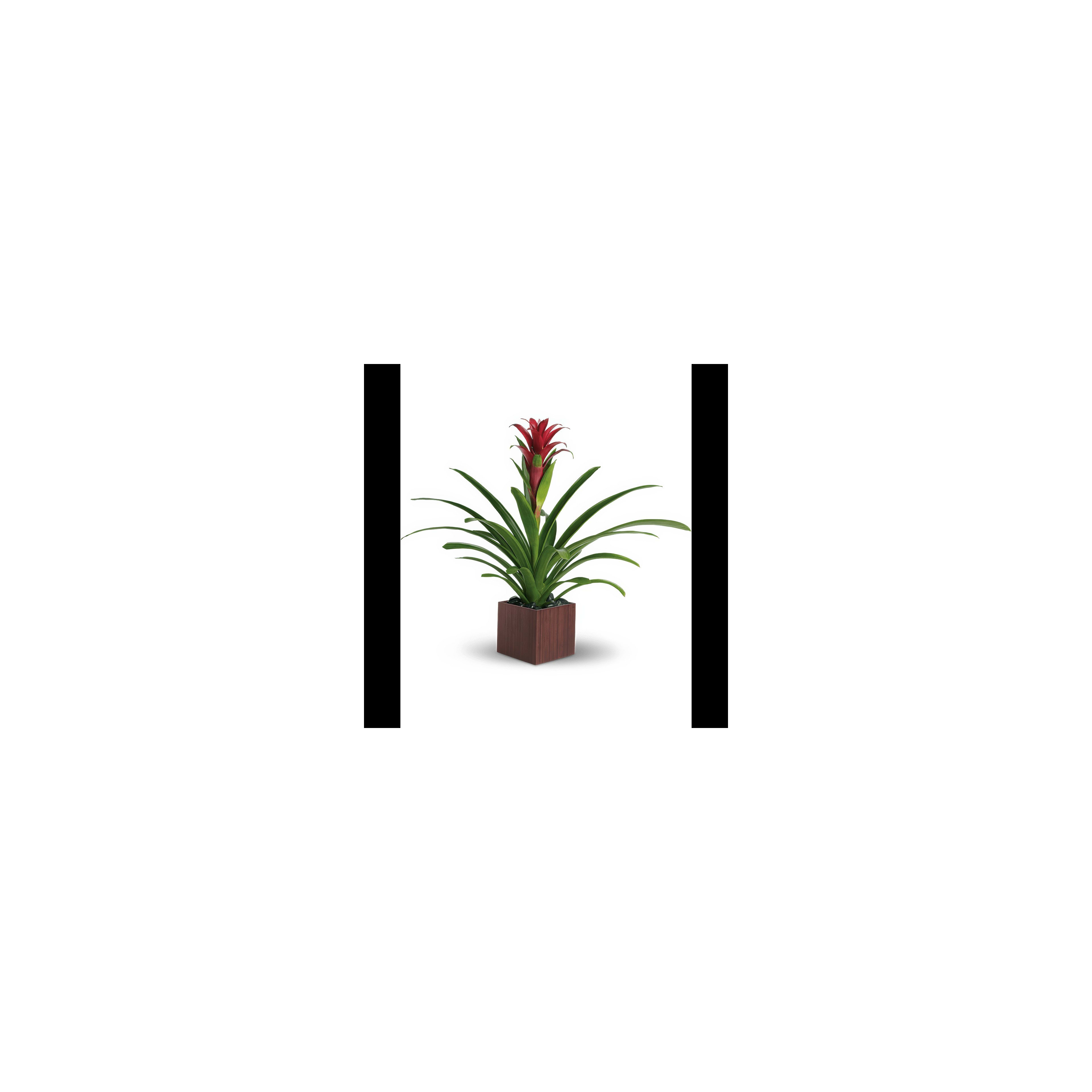 A vibrant bromeliad with striking red flowers and green leaves in a wooden planter.
