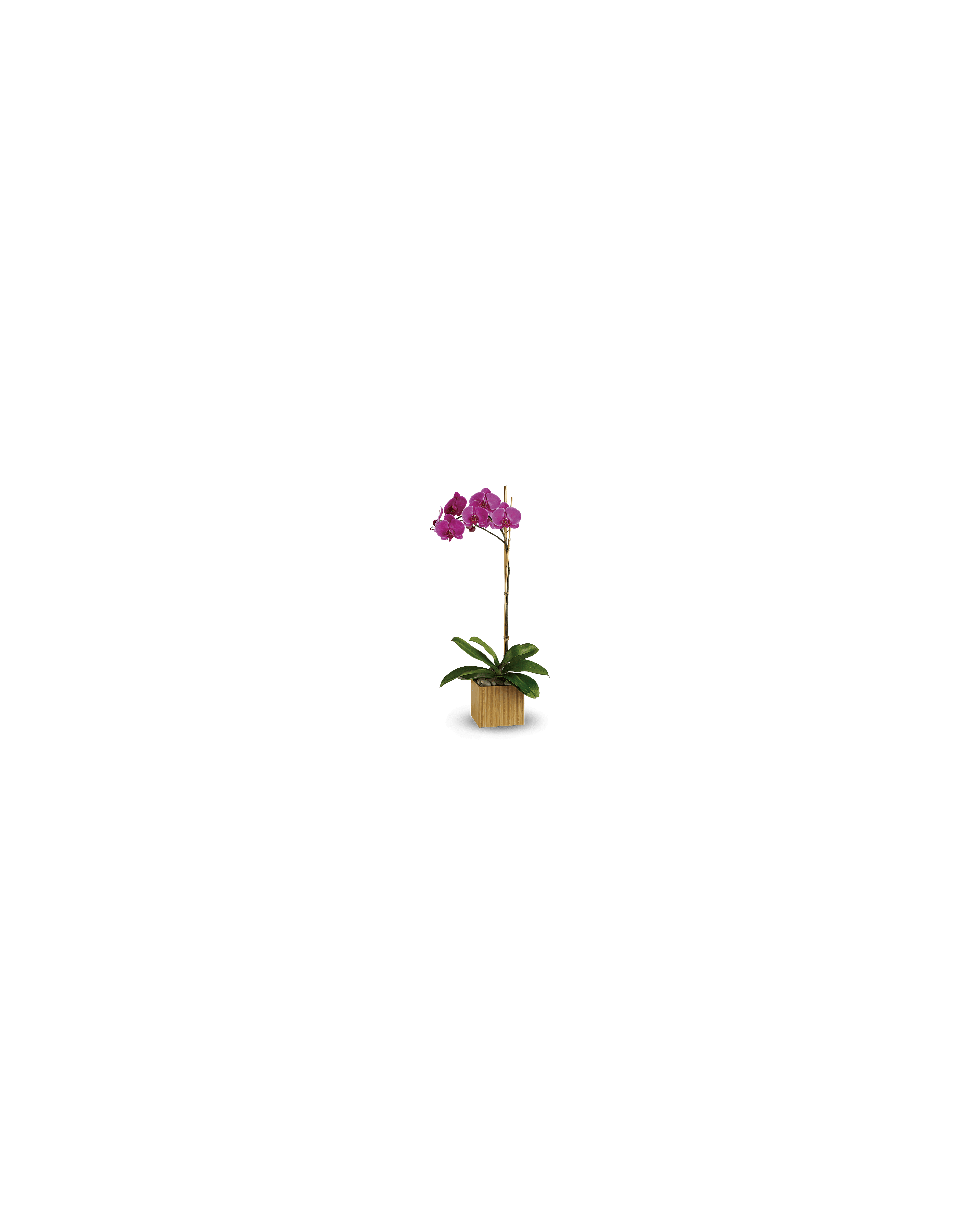 A stunning purple orchid in a stone-filled wooden pot brightens any space.