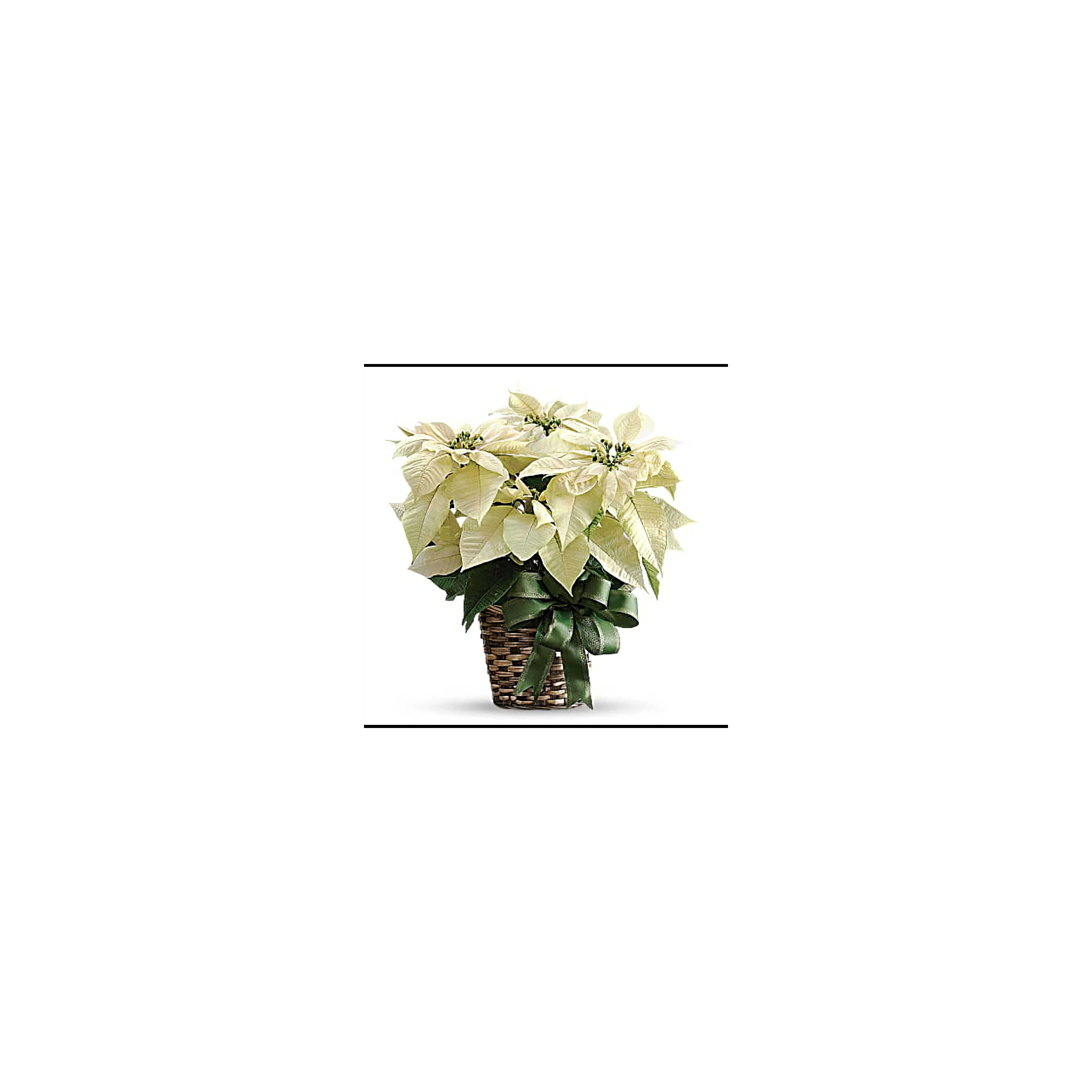 A lovely white poinsettia plant with large leaves sits in a basket, perfect for holiday decoration.