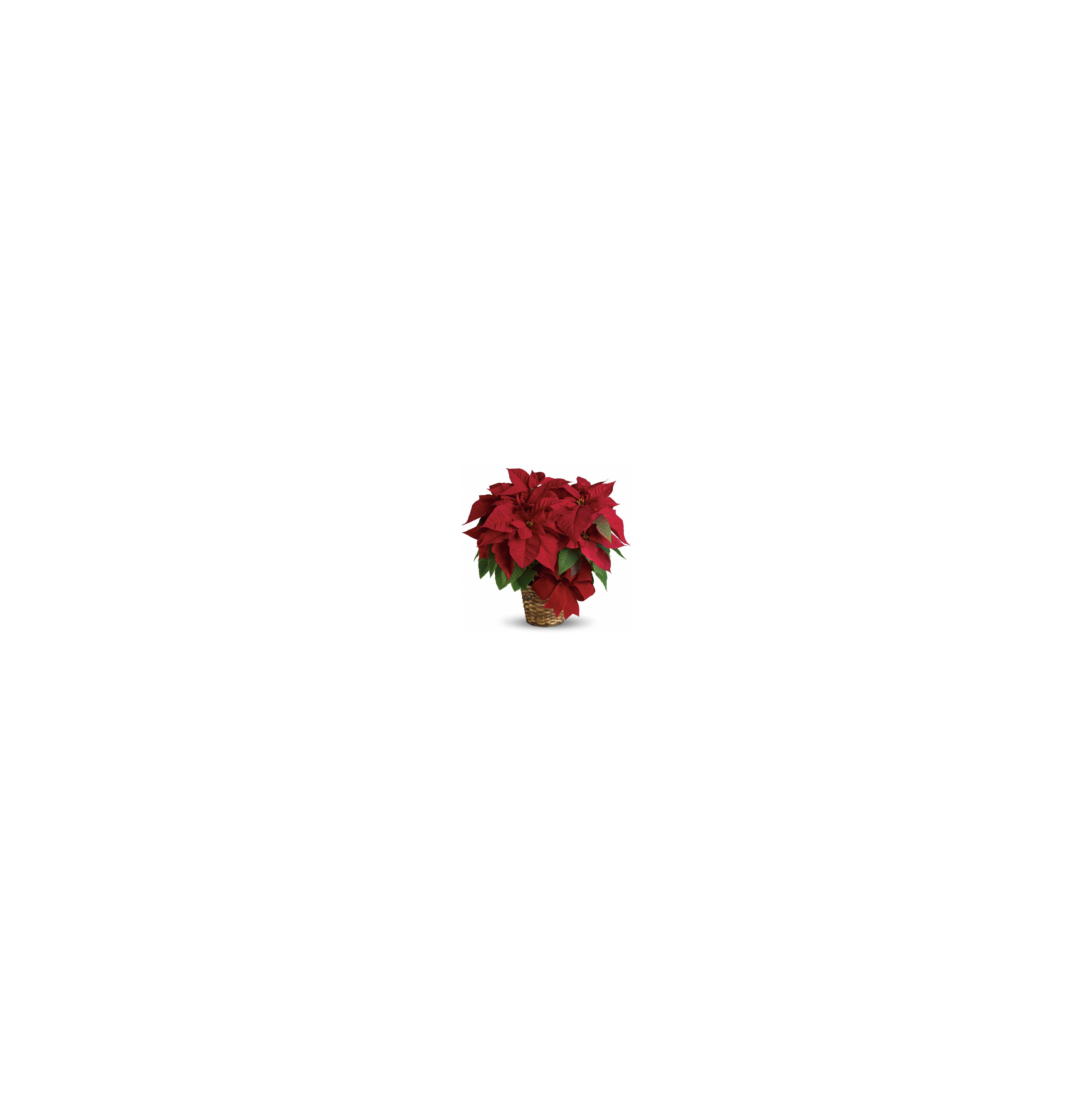 A vibrant red poinsettia plant with green leaves enhances home decor during the holiday season.