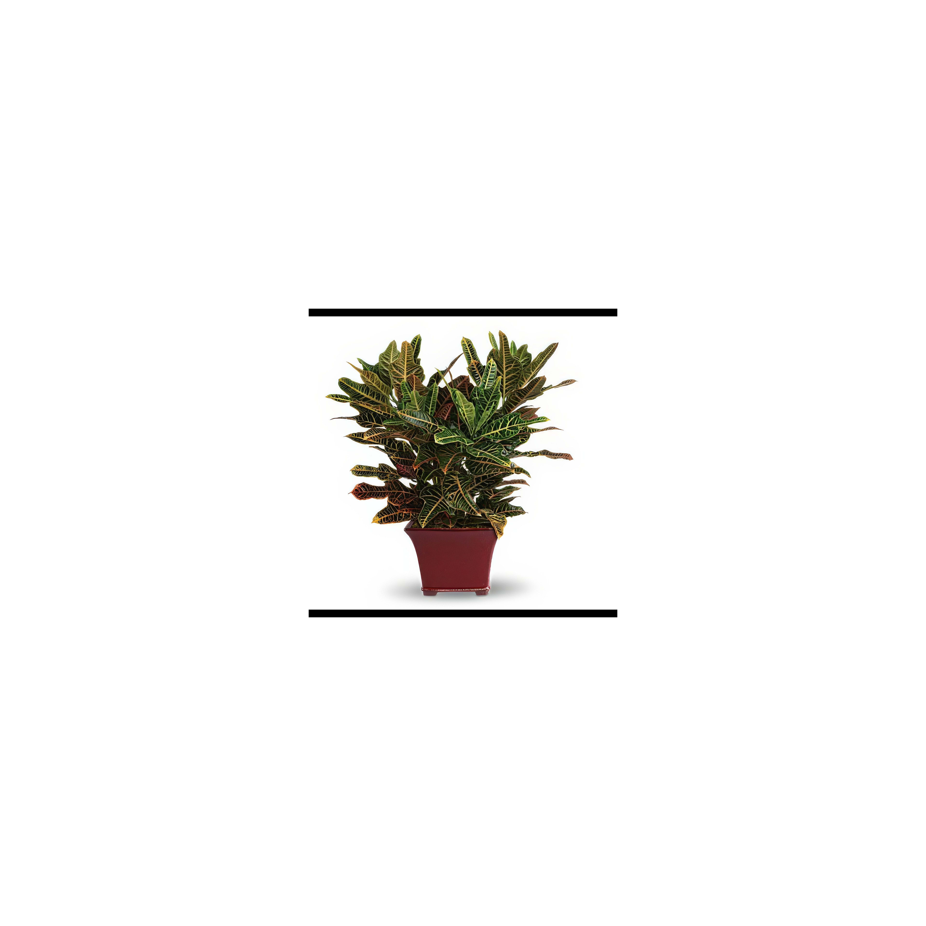 A luscious croton plant displays vibrant leaves in shades of green and yellow in a pot.