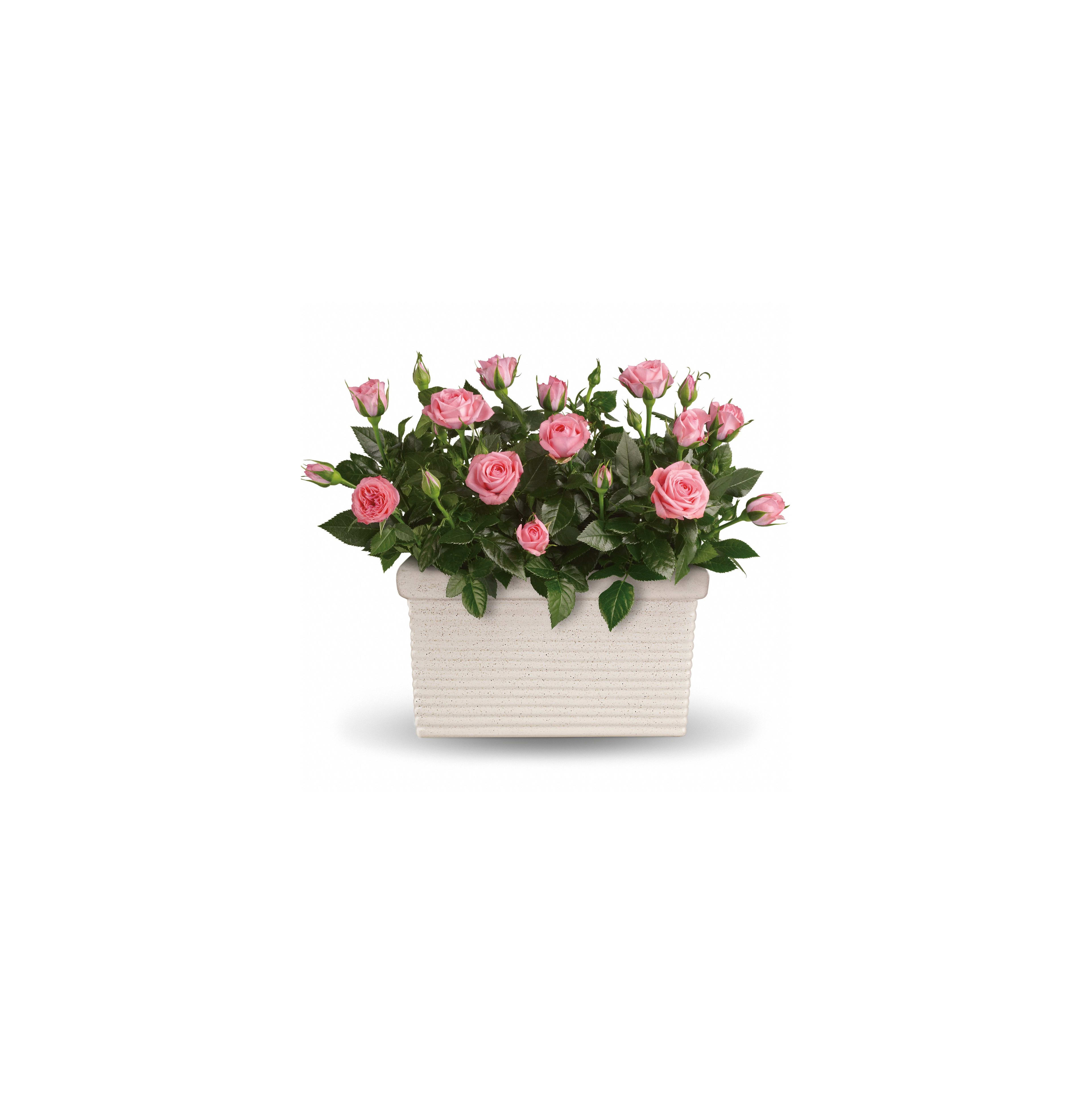 Pink roses bloom in abundance in a stylish white planter, enhancing outdoor beauty.