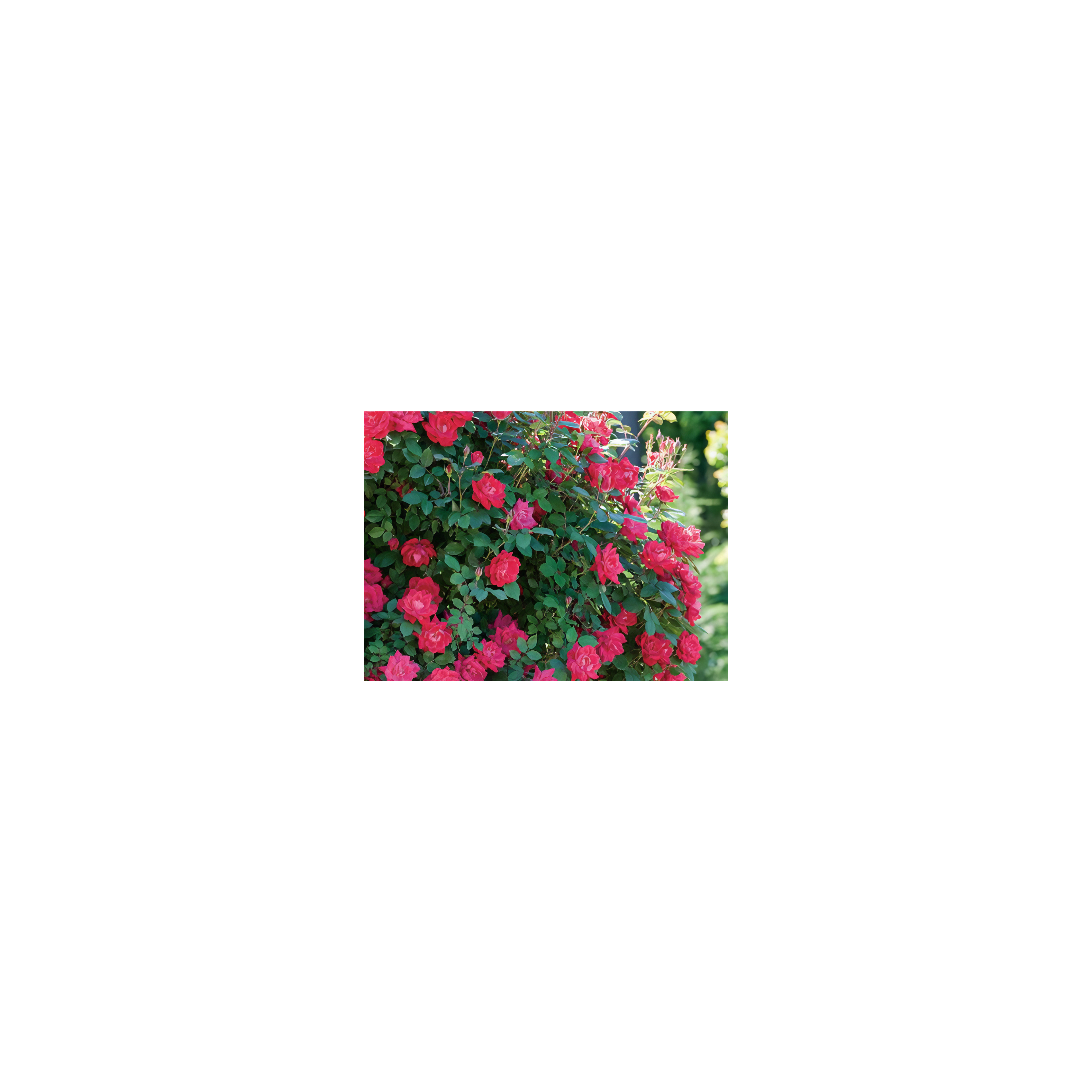 Bright pink roses fill a garden with color, surrounded by vibrant green leaves in late spring.