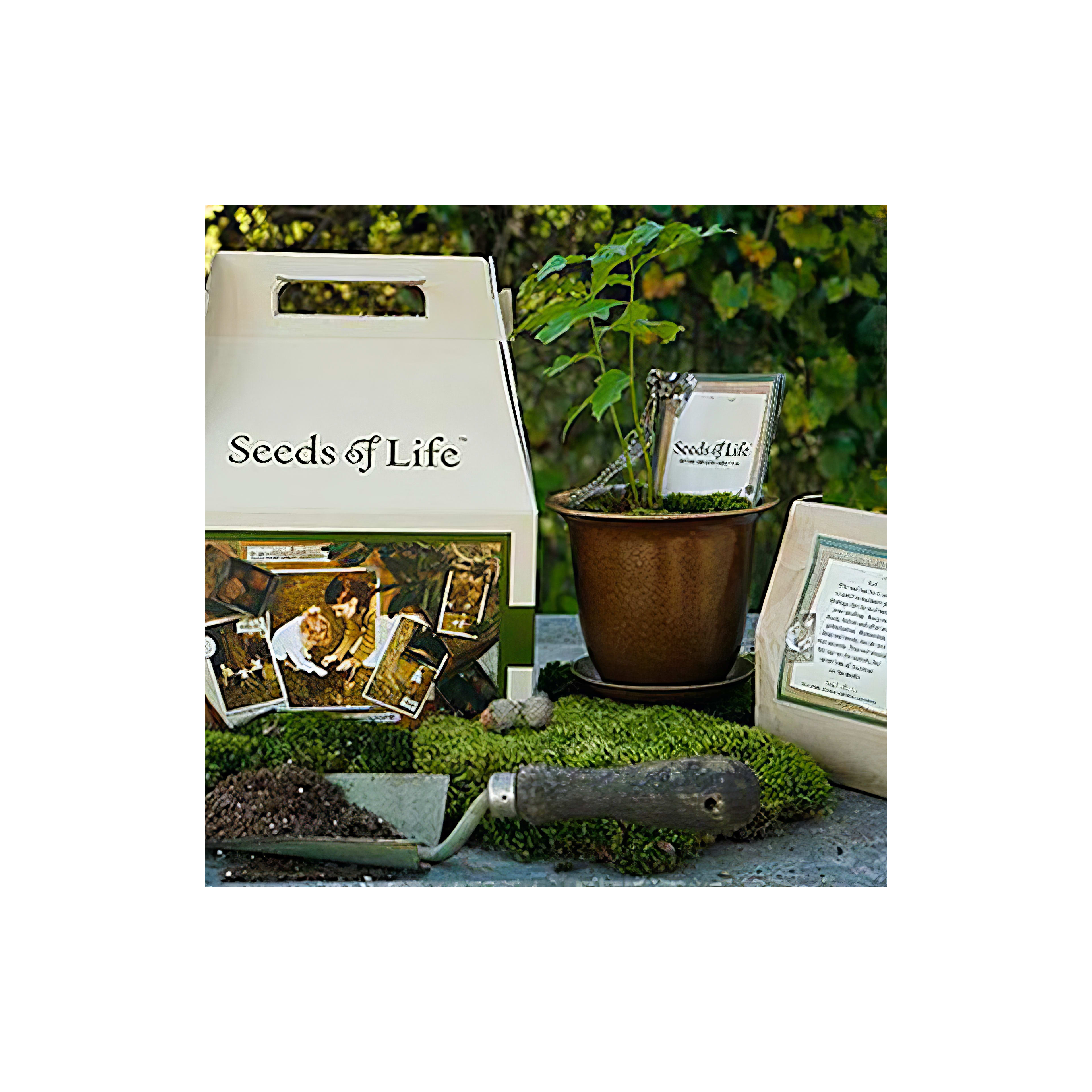 Cultivating plants with a garden kit featuring seeds, tools, and a potted sapling in daylight.