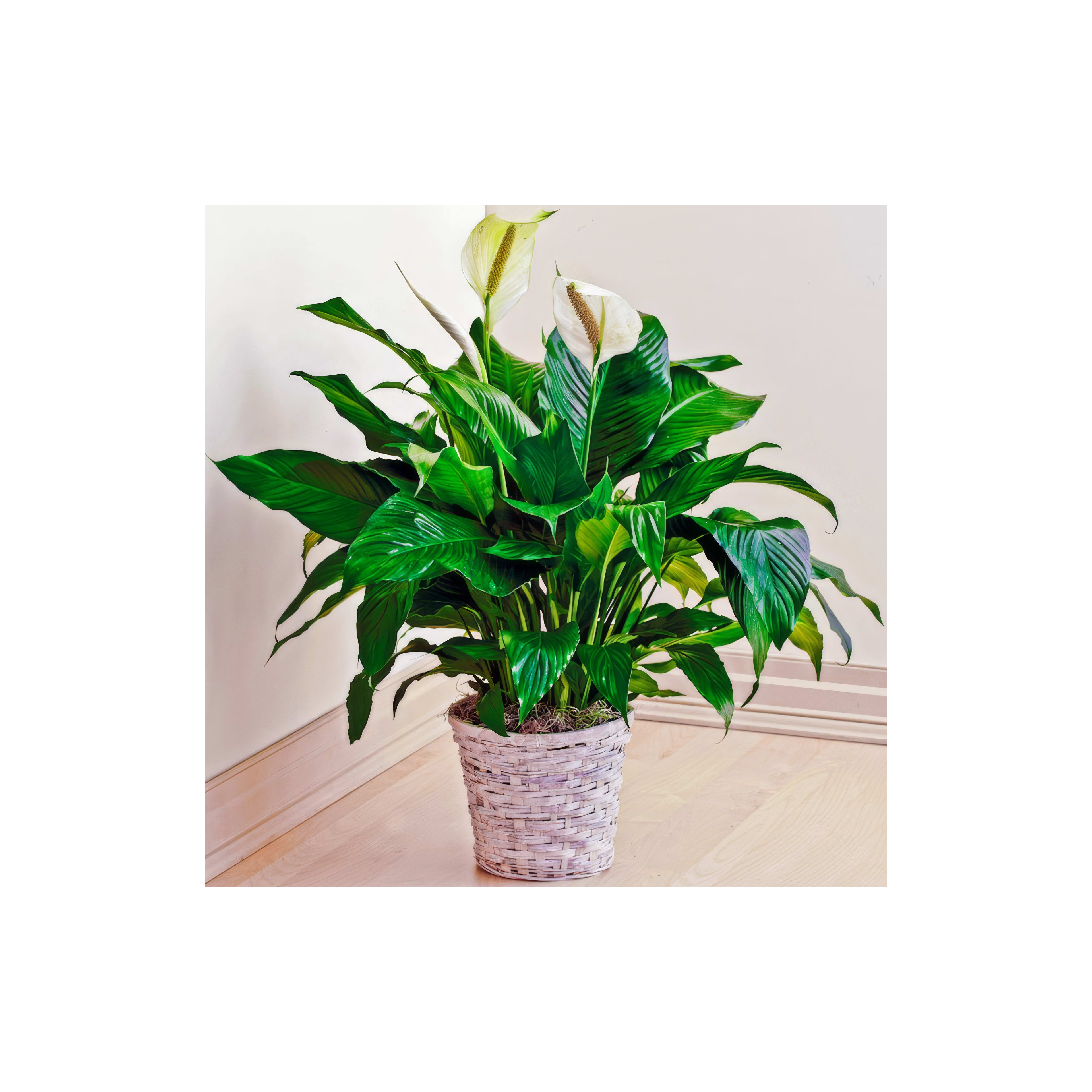 A lush peace lily plant in a decorative basket adds tranquility to the room's atmosphere.