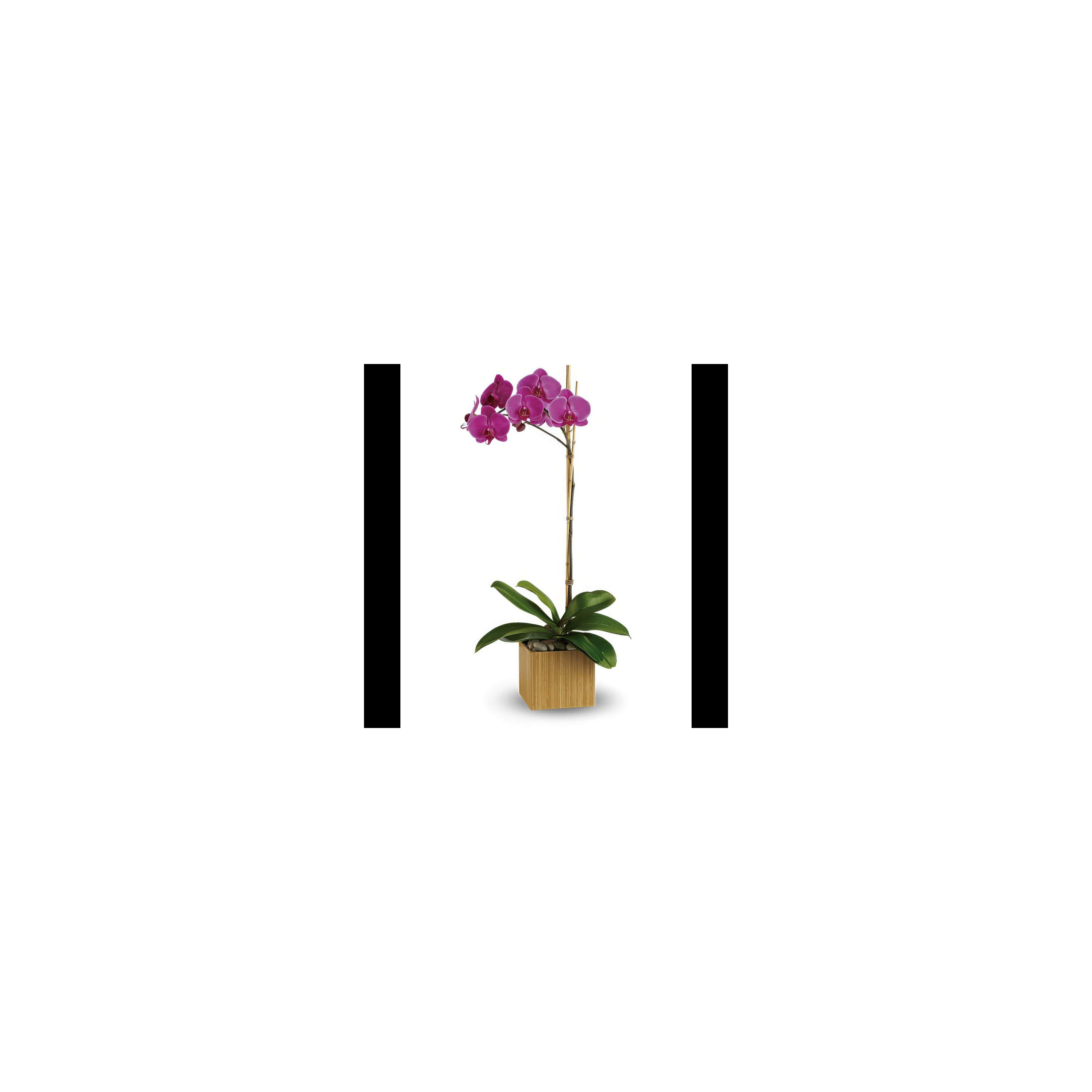 A vibrant purple orchid stands tall in a modern wooden pot, showcasing its elegance and beauty.