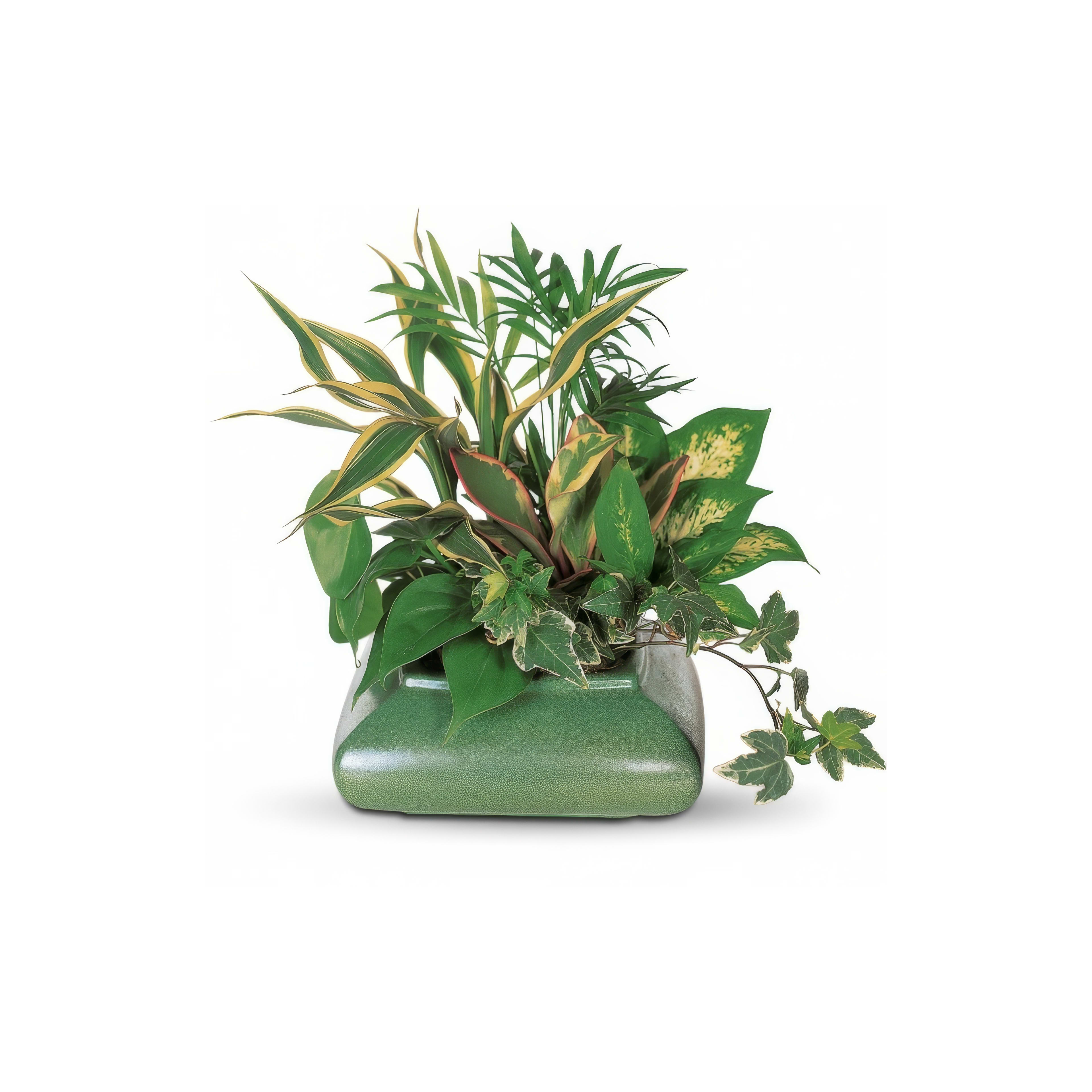 A lush indoor plant arrangement features various vibrant green leaves in a decorative pot.