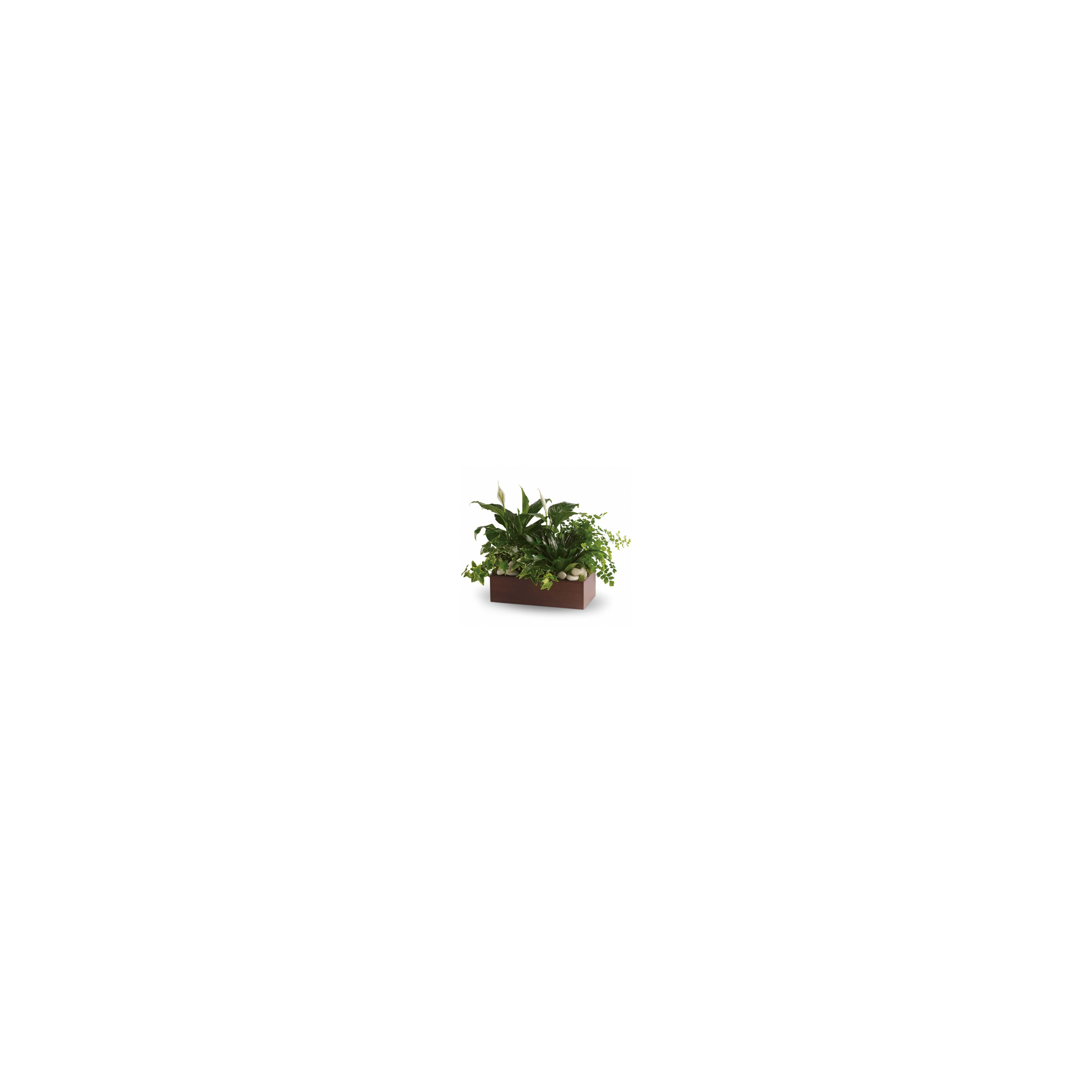 A vibrant display of varied indoor plants with white flowers and smooth stones in a sleek planter.