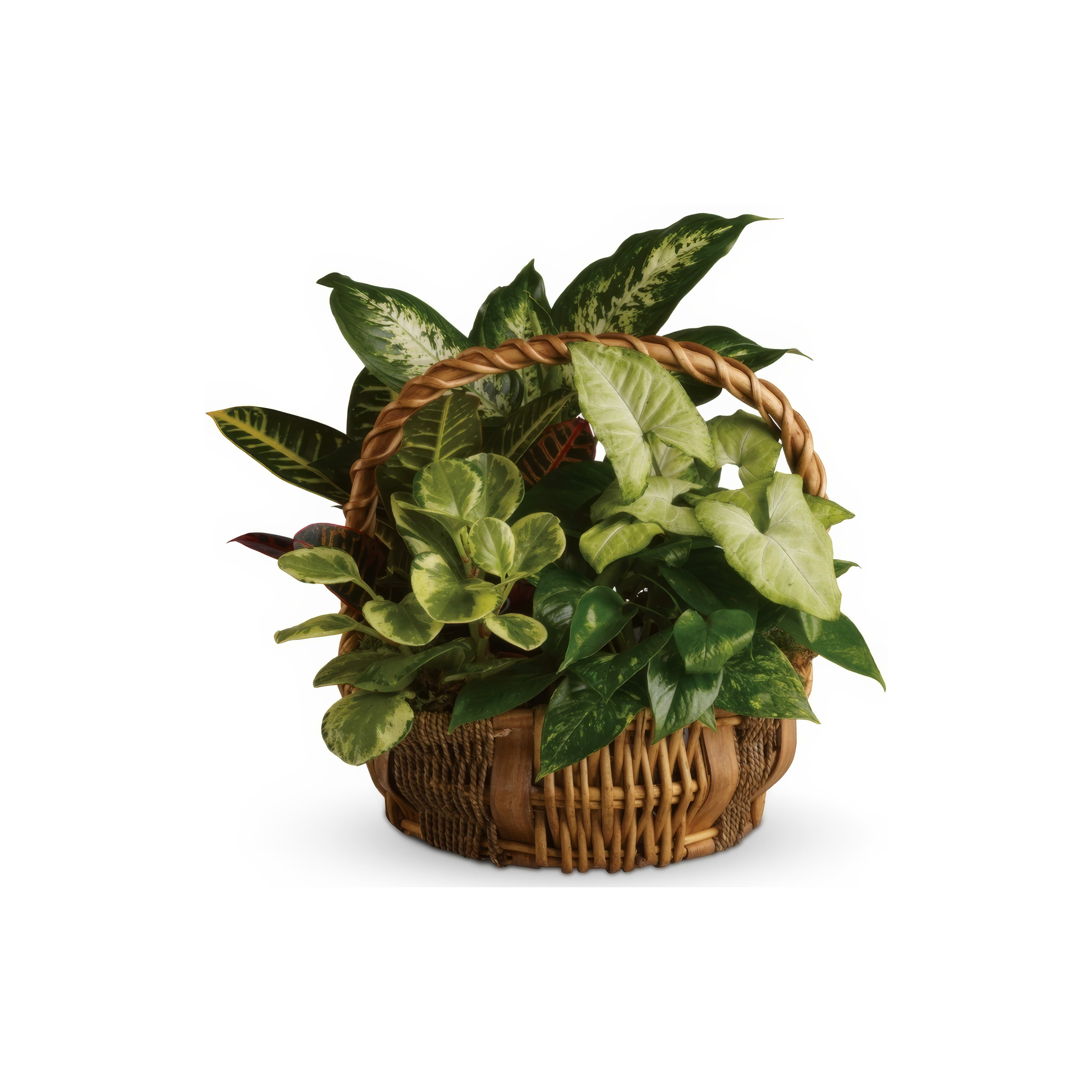 A vibrant collection of green plants in a wicker basket adds life to indoor spaces.