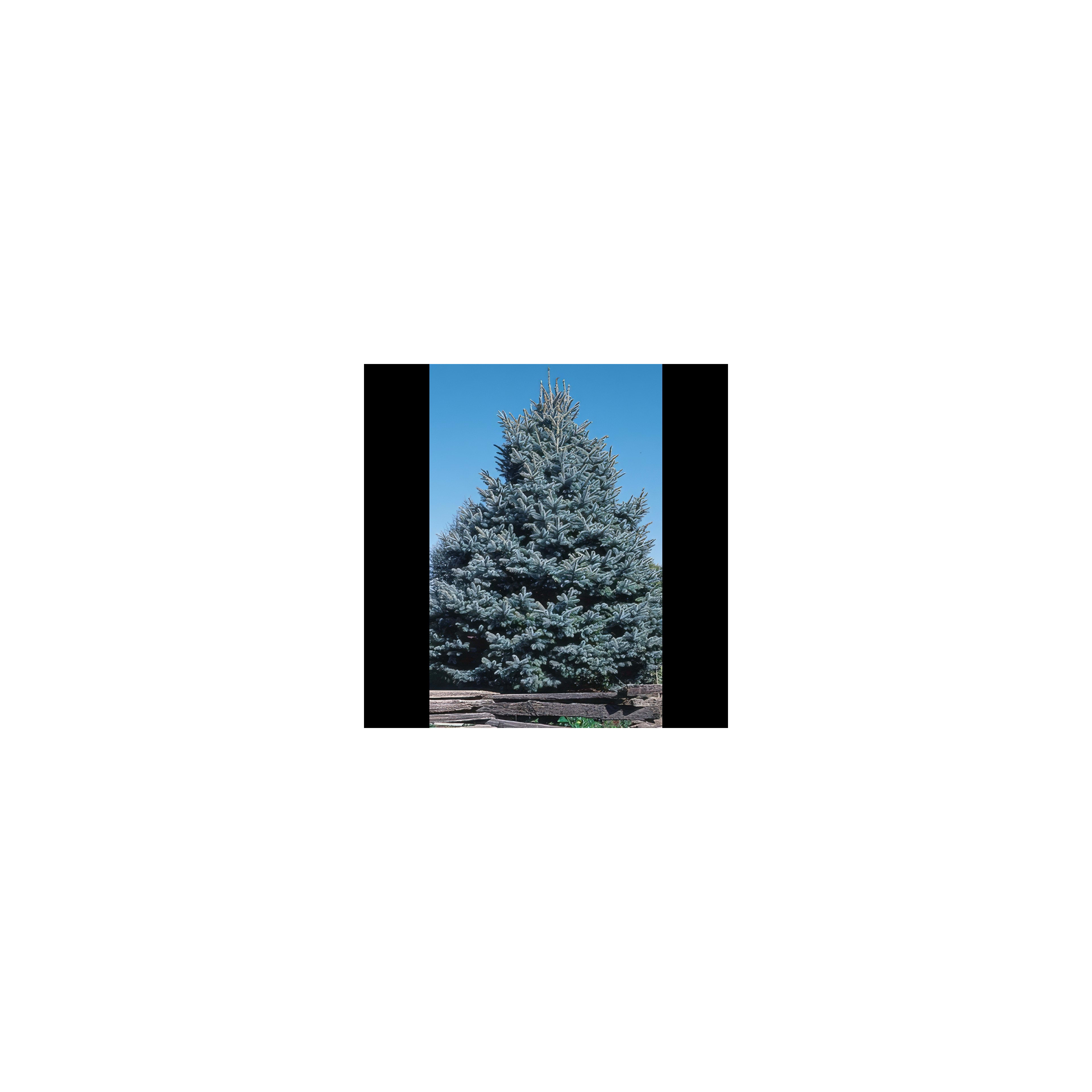 A tall evergreen tree displays lush foliage under a blue sky, surrounded by nature.