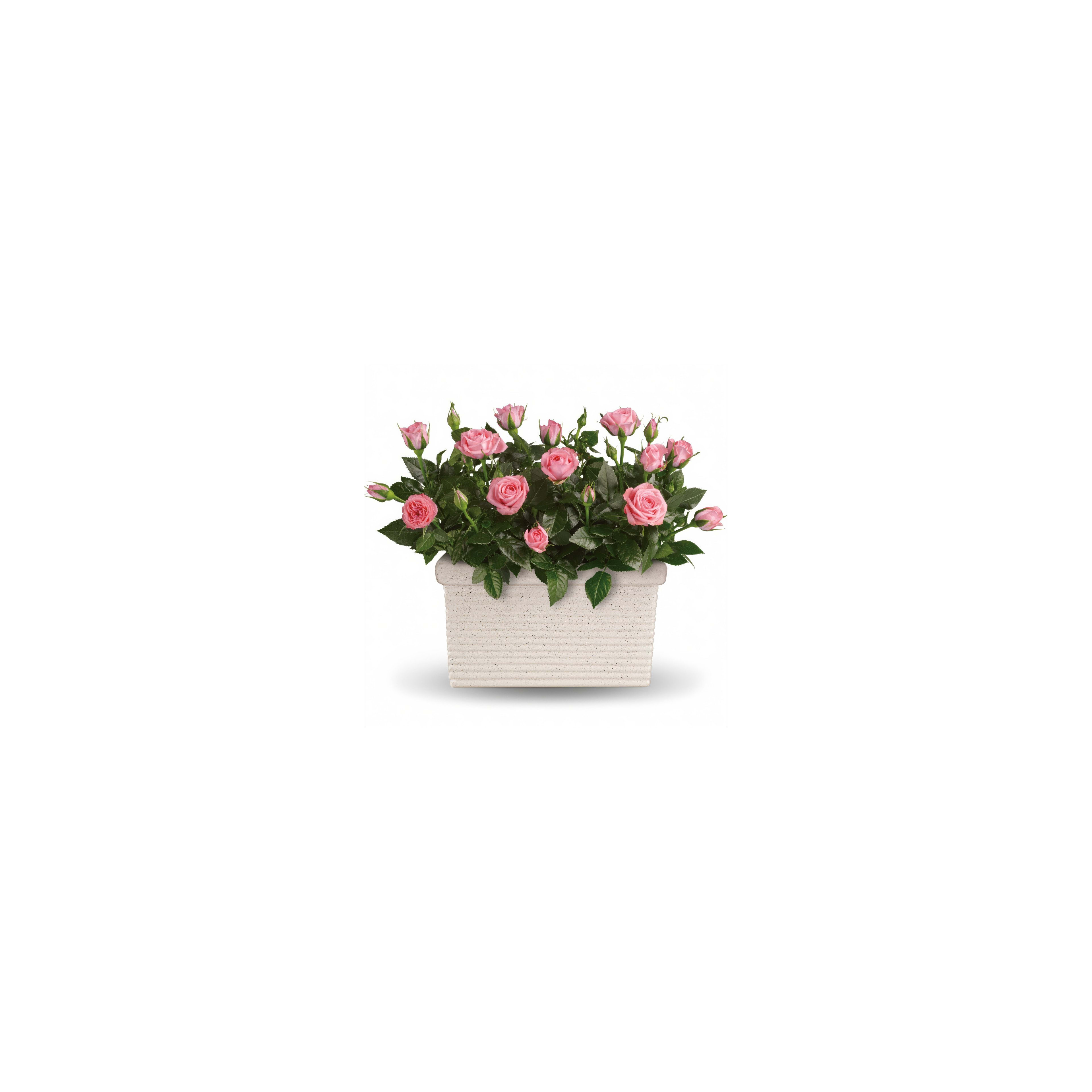 A vibrant array of pink roses fills a planter, showcasing lush green leaves and fresh blossoms.