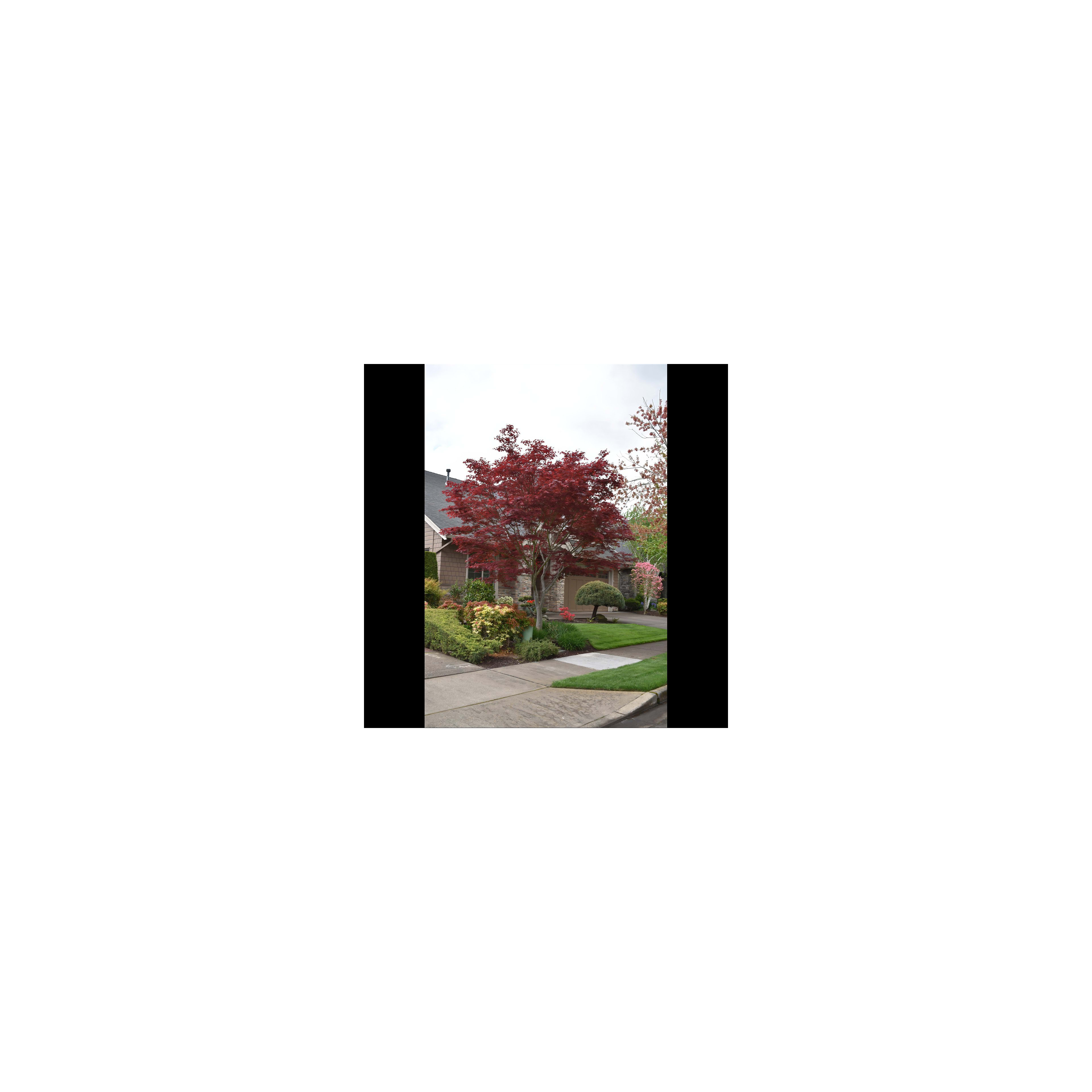 Red foliage tree stands in a bright front yard, complementing blooming flowers and a trimmed lawn.