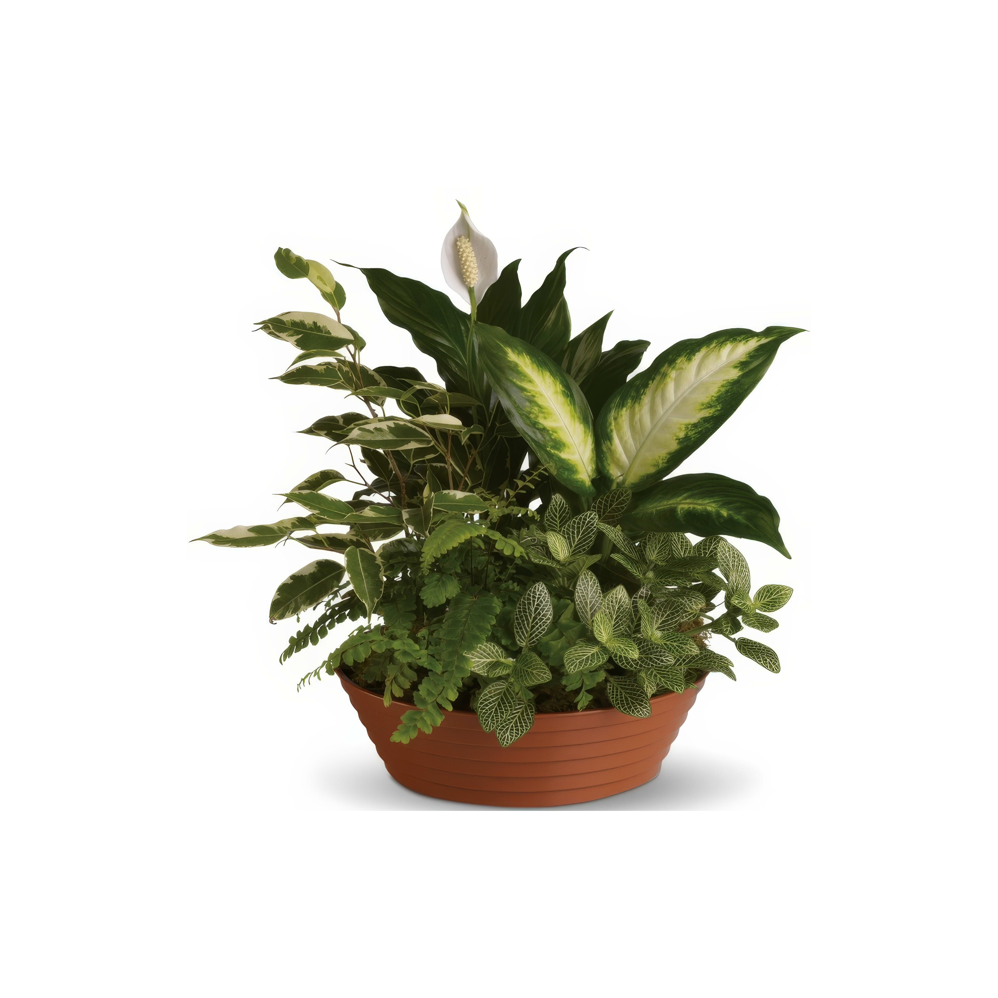 Lush green plants in a terracotta pot create a serene atmosphere in a cozy indoor space.
