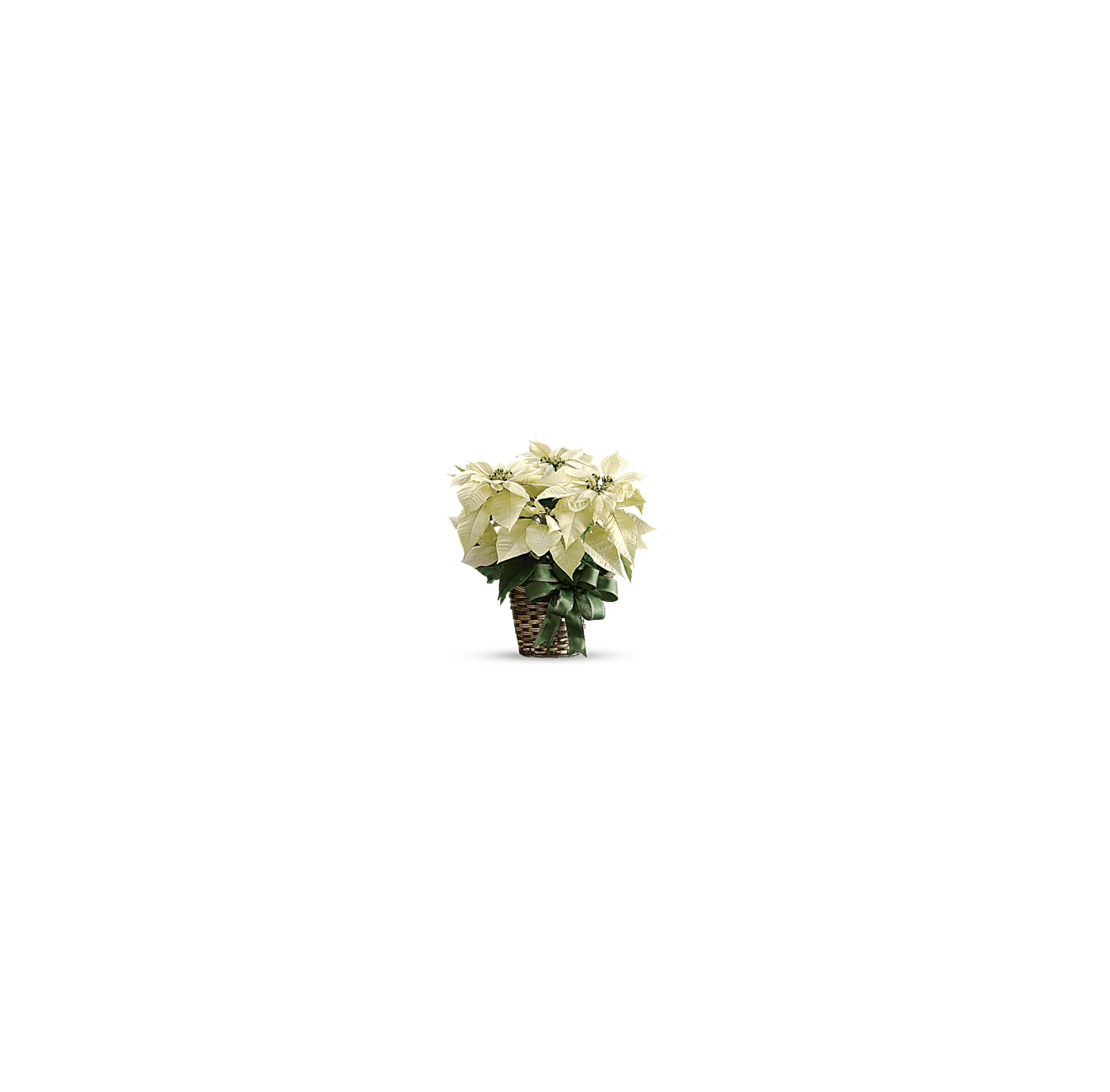 White poinsettia in a woven basket with a green ribbon, perfect for festive decor.