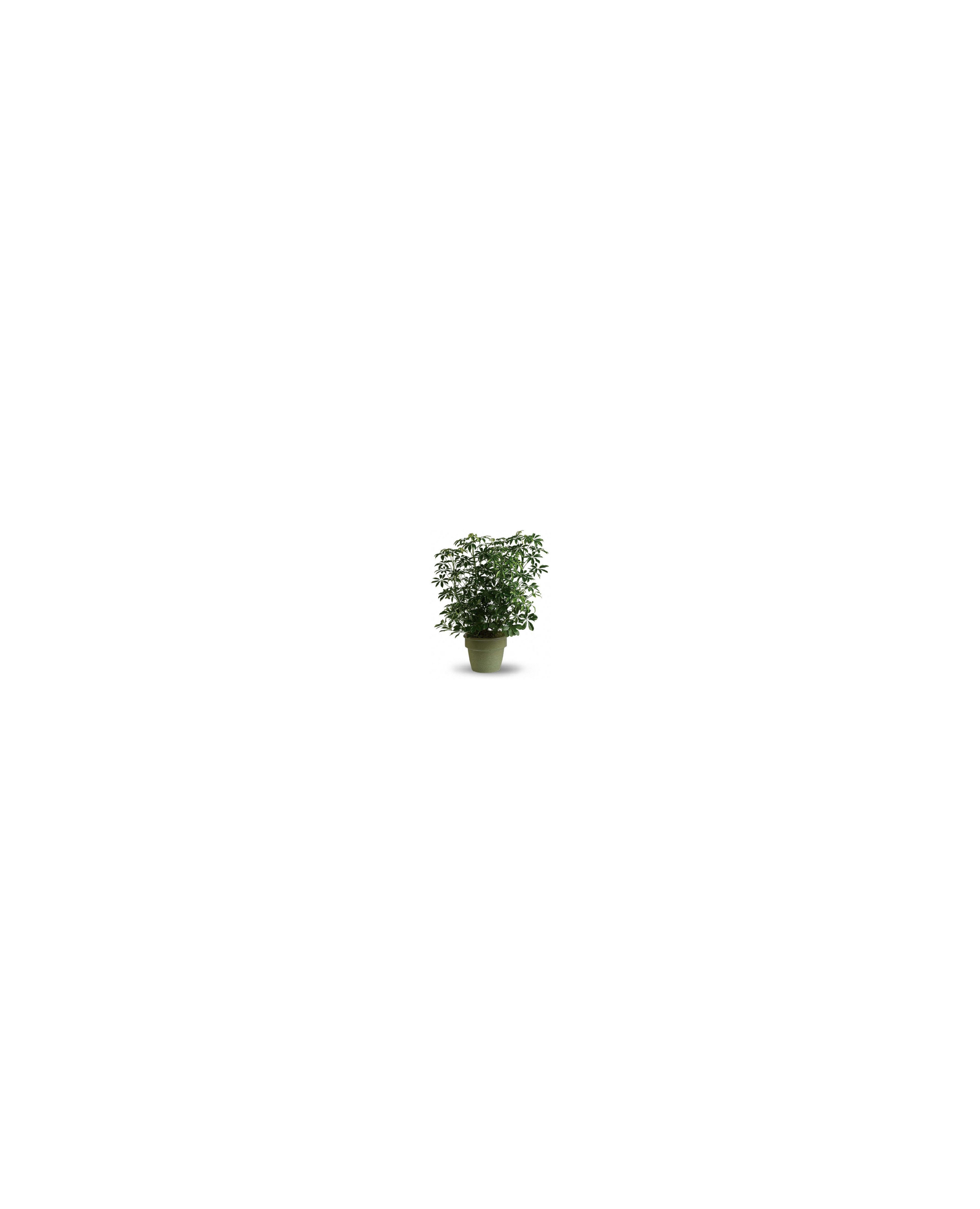 A vibrant indoor plant with dense green leaves sits in a neutral pot against a clean backdrop.