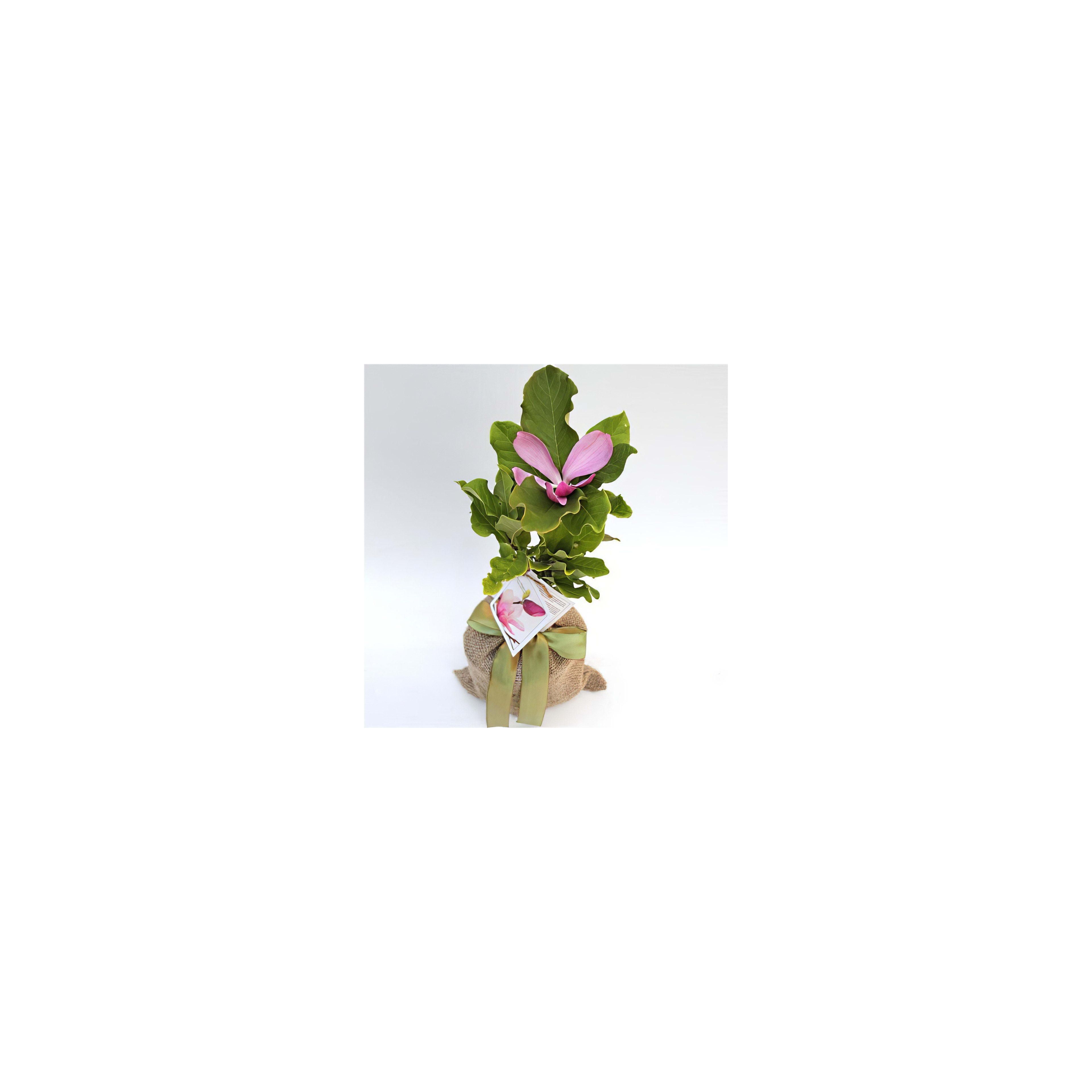 A magnolia in a burlap sack showcases large pink flowers and lush green leaves.