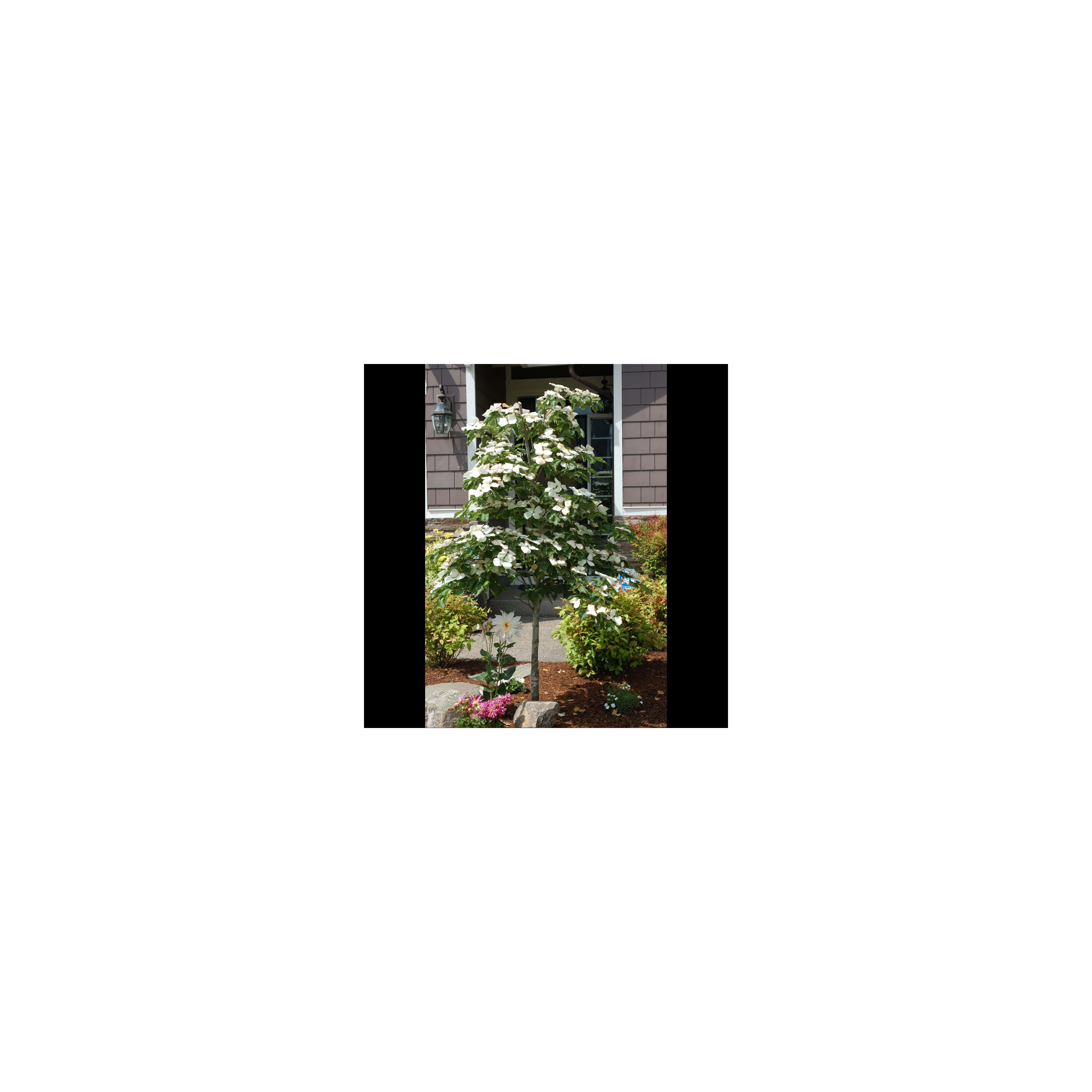 A flowering tree stands tall in a garden, accompanied by colorful flowers and lush greenery.