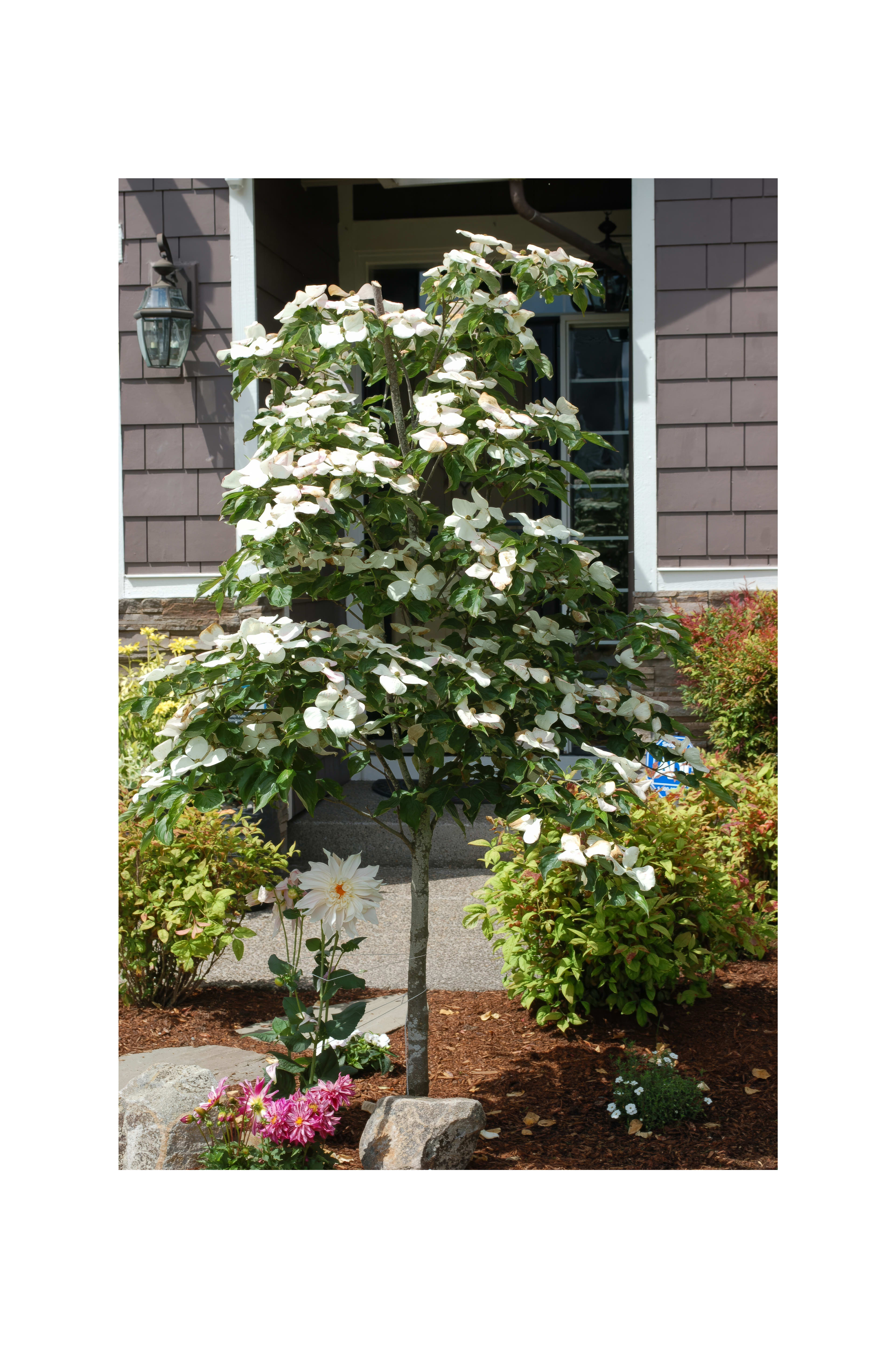A beautiful flowering dogwood tree stands vibrant near blooming flowers in a well-kept garden.