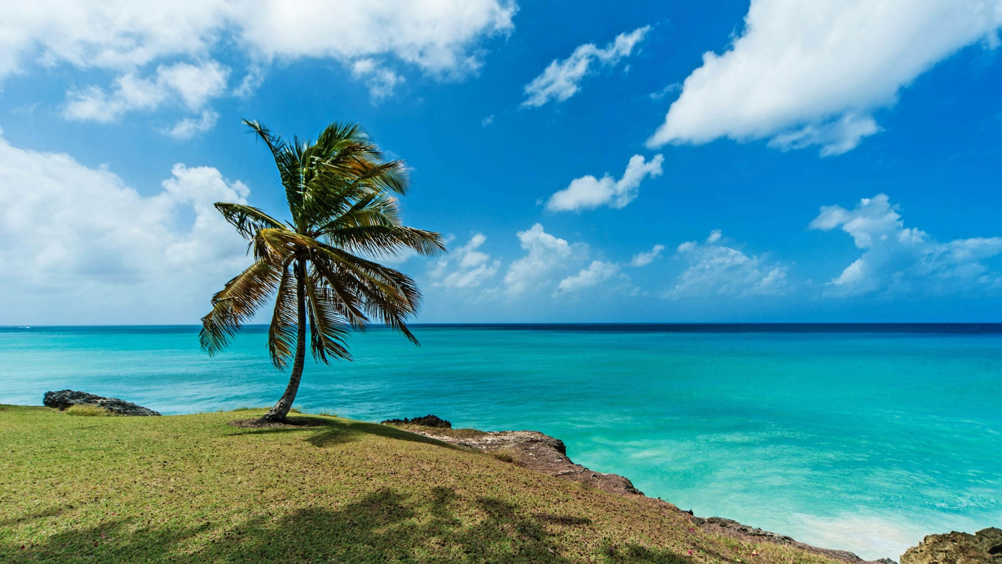 A palm tree and turquoise sea in Barbados