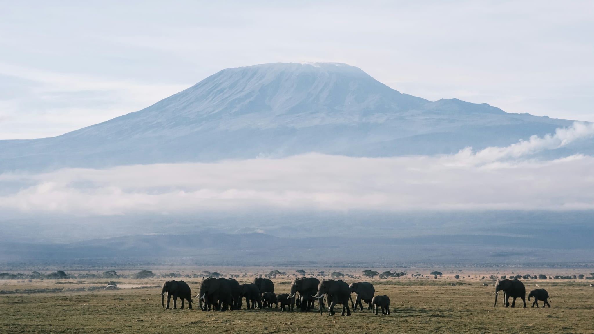 Elefanter foran Kilimanjaro i Amboseli, Kenya