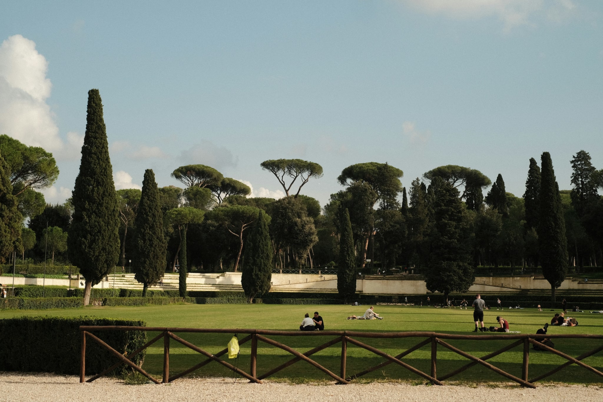 Stier og pinjer i parken Villa Borghese i Roma